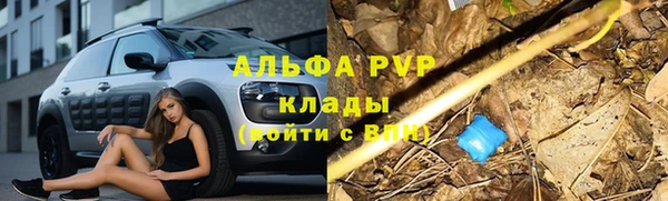 стаф Алзамай